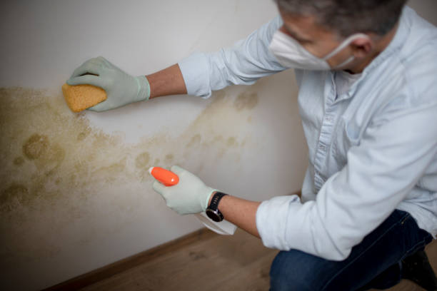 Best Attic Mold Remediation in Hollis, OK