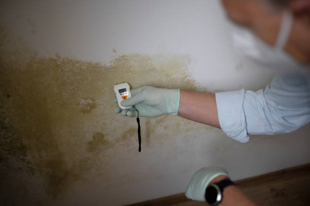 Professional Mold Remediation in Hollis, OK