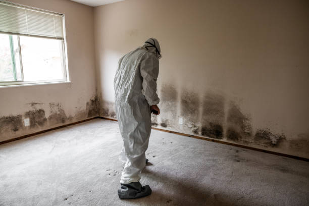 Best Kitchen Mold Remediation in Hollis, OK