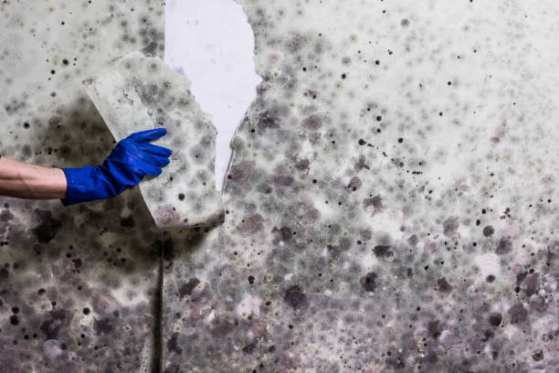 Best Post-Flood Mold Remediation in Hollis, OK